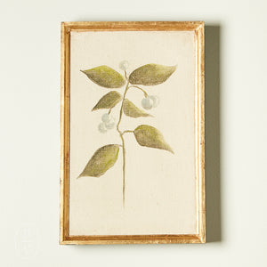 Fred Cox BOTANICAL 4