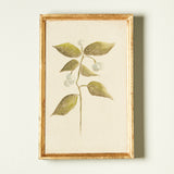 Fred Cox BOTANICAL 4