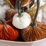 Hot Skwash SILK VELVET PUMPKIN