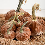 Hot Skwash SILK VELVET PUMPKIN Latte
