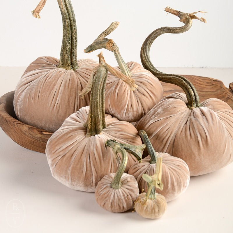 Hot Skwash SILK VELVET PUMPKIN Bone