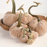Hot Skwash SILK VELVET PUMPKIN Bone