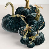 Hot Skwash SILK VELVET PUMPKIN Wedgewood