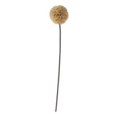 K and K Interiors ALLIUM STEM Tan 31
