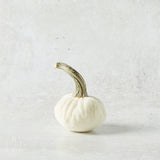 Hot Skwash SILK VELVET PUMPKIN