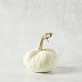 Hot Skwash SILK VELVET PUMPKIN Ivory 5"