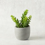 K and K Interiors SMALL SUCCULENT CEMENT POT III