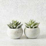 K and K Interiors SOFT LOTUS SUCCULENT CEMENT POT