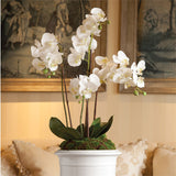 Napa Home and Garden PHALAENOPSIS ORCHID DROP IN White 30" H