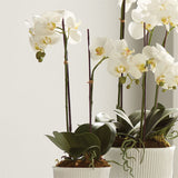 Napa Home and Garden PHALAENOPSIS ORCHID DROP IN White 23" H