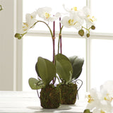 Napa Home and Garden PHALAENOPSIS ORCHID DROP IN White 15" H