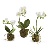 Napa Home and Garden PHALAENOPSIS ORCHID DROP IN White