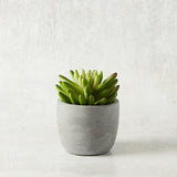 K and K Interiors SMALL SUCCULENT CEMENT POT I