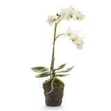 Napa Home and Garden PHALAENOPSIS ORCHID DROP IN White 17" H