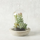 K and K Interiors SUCCULENT GLASS DOME CEMENT BASE II