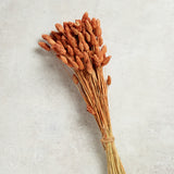 Creative Co-op DRIED NATURAL CANARY GRASS BUNCH Orange