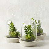 K and K Interiors SUCCULENT GLASS DOME CEMENT BASE