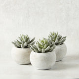 K and K Interiors SOFT LOTUS SUCCULENT CEMENT POT