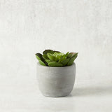 K and K Interiors SMALL SUCCULENT CEMENT POT II