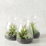 K and K Interiors SUCCULENT IN GLASS JAR