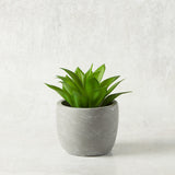 K and K Interiors SMALL SUCCULENT CEMENT POT IV