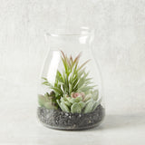 K and K Interiors SUCCULENT IN GLASS JAR II