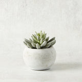 K and K Interiors SOFT LOTUS SUCCULENT CEMENT POT I