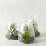 K and K Interiors SUCCULENT IN GLASS JAR