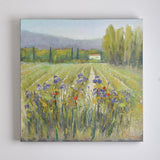 IRIS IN PROVENCE