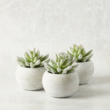 K and K Interiors SOFT LOTUS SUCCULENT CEMENT POT