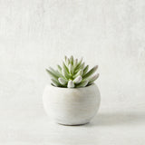 K and K Interiors SOFT LOTUS SUCCULENT CEMENT POT III