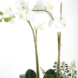 Napa Home and Garden PHALAENOPSIS ORCHID DROP IN