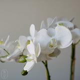 Napa Home and Garden PHALAENOPSIS ORCHID DROP IN