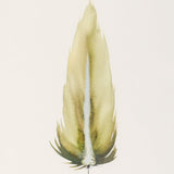 By Lacey SMALL FRAMED FLOATED FEATHER PAINTING - SERIES 11 NO 4