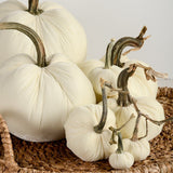 Hot Skwash SILK VELVET PUMPKIN Ivory